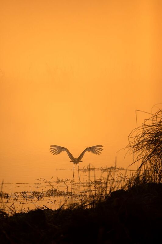 Golden Wingsphoto preview