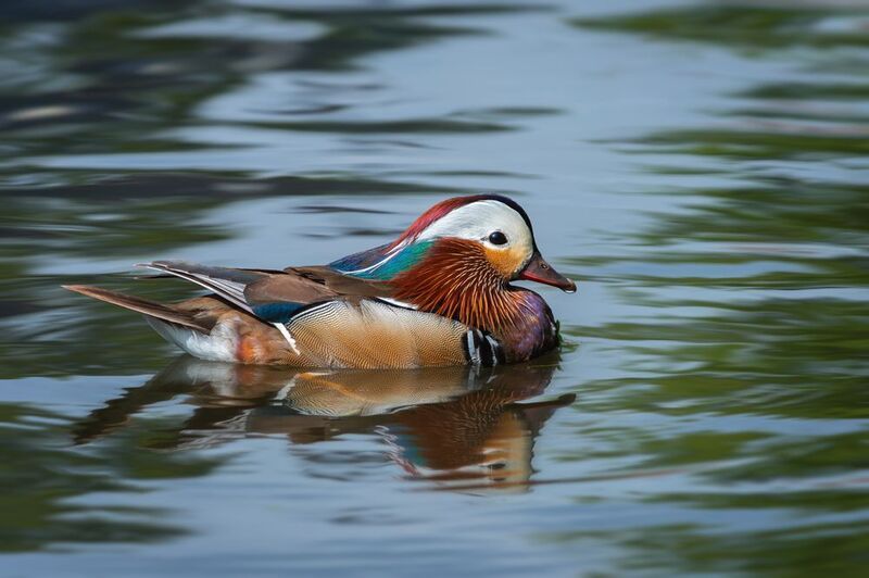 лесная утка, мандаринка, самец, aix galericulata, mandarin duck, male; escape Красотунphoto preview