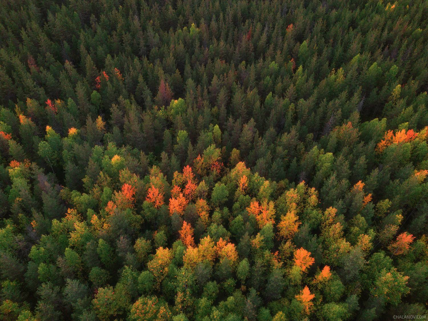 пейзаж, осень, лес, дрон, аэрофото, Иван Чаланов
