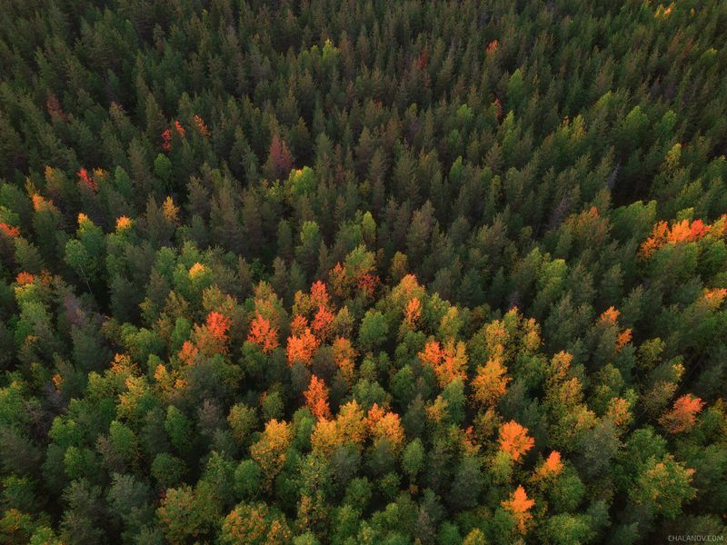 пейзаж, осень, лес, дрон, аэрофото Янтарные осины осениphoto preview