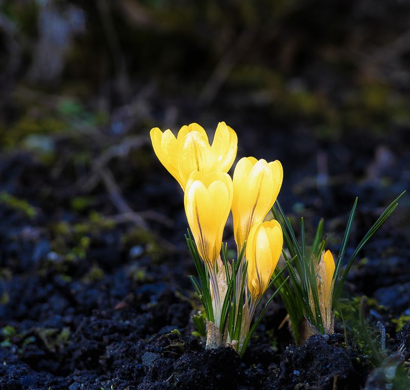 цветок Наверно это подснежникphoto preview