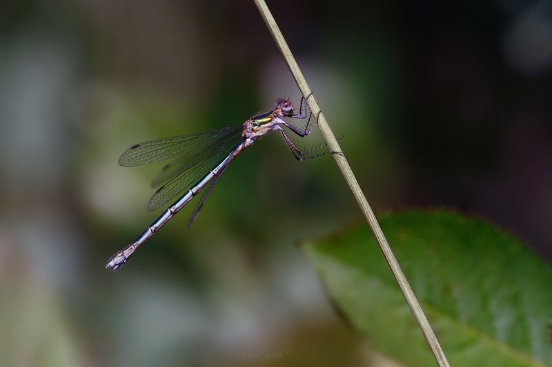 стрекоза, стрелка, макро Стрелкаphoto preview