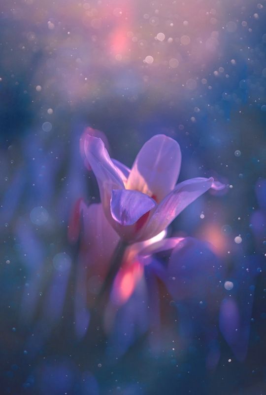 макро, macro, цветы, flower, весна, spring, тюльпан Тюльпанphoto preview