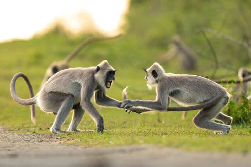 Your tale is in my handphoto preview