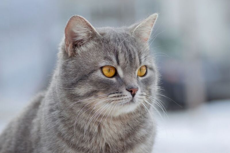 дворовый кот Пупсикphoto preview