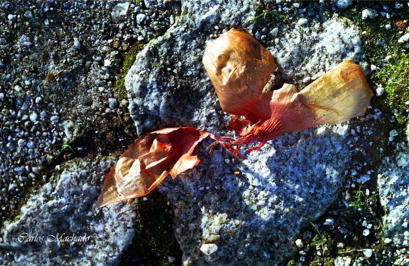 macro, still life, abstraction Just an Onion Peel in a stone...photo preview
