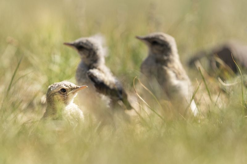 каменка, птенцы Малыши каменкиphoto preview