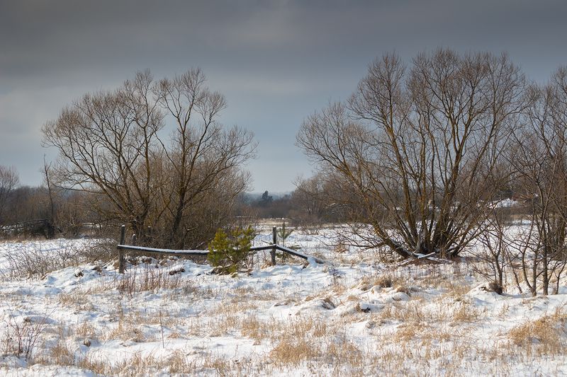 лес, деревья, зима, природа photo preview