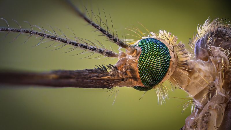 diptera, culicidae, culex pipiens, комар-пискун Пискунphoto preview