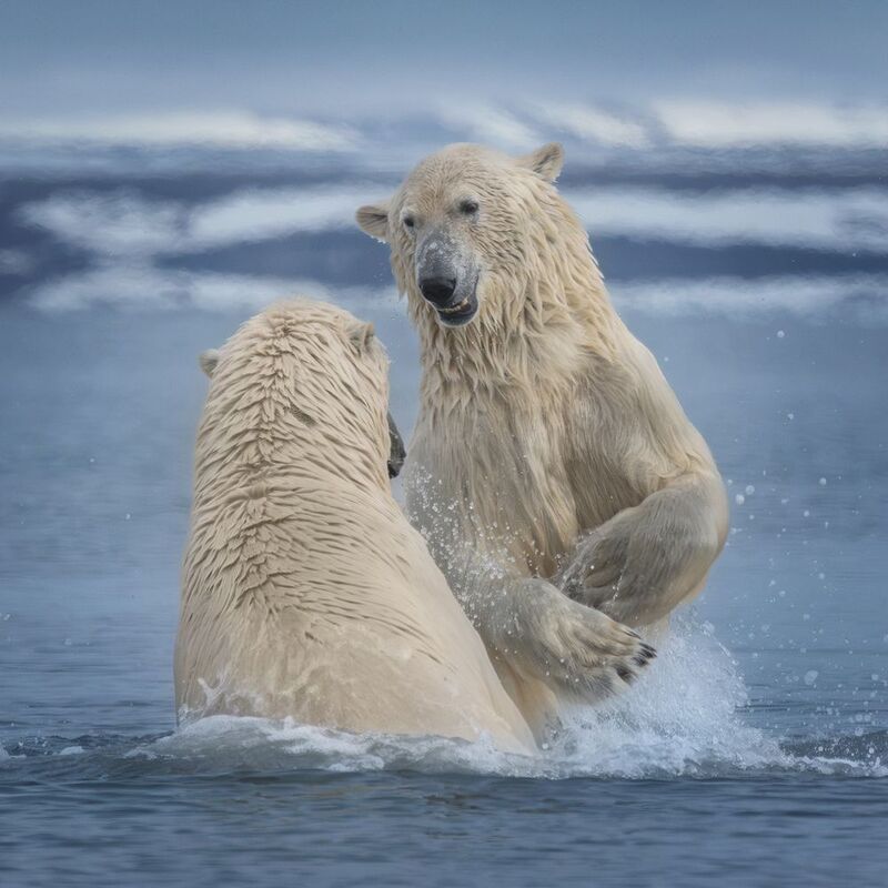 polar_bears, svalbard, polarbear, polarbears, worldphototravels The Dance of Young Titansphoto preview