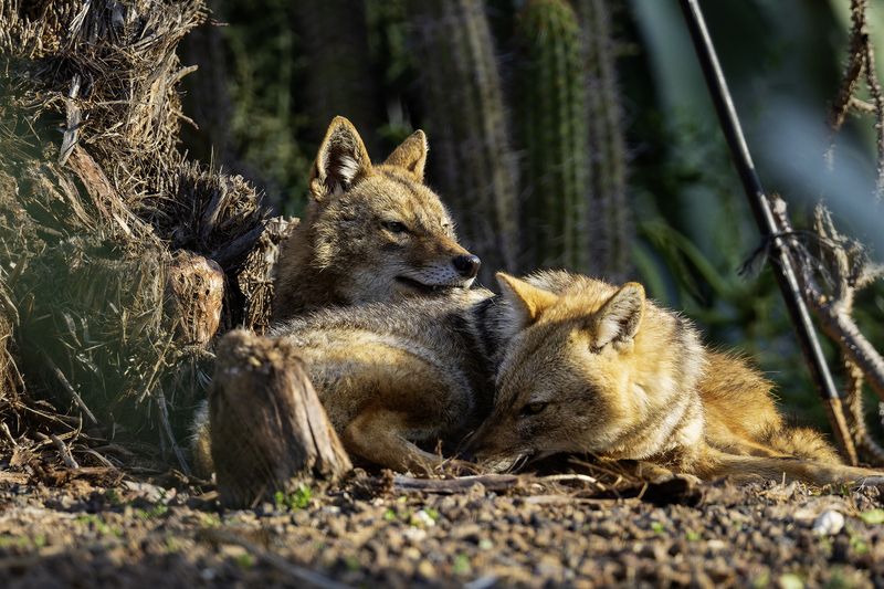 Золотистые шакалы.photo preview