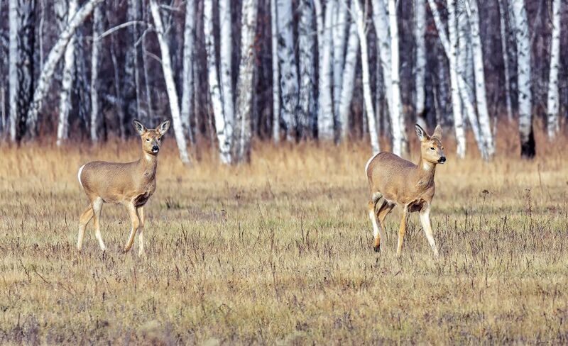 животные, косуля, лес, КОСУЛИ (6 ФОТО)photo preview