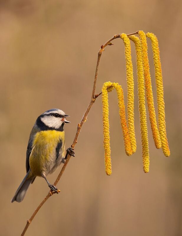 Titmousephoto preview