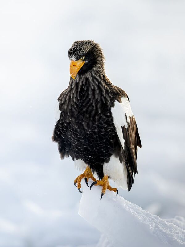 eagle, winter, air end of winterphoto preview