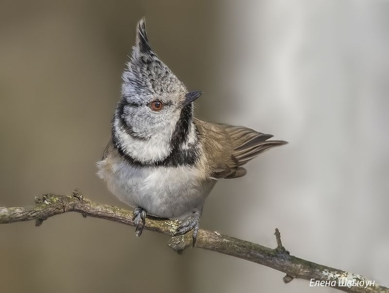 bird of prey, animal, birds, bird, animal wildlife, nature, animals in the wild, european crested tit, хохлатая синица, гренадёрка, птицы, птица European crested titphoto preview