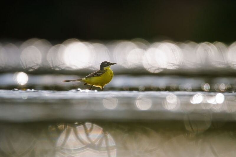 Жёлтая трясогузка Рождённая у водыphoto preview