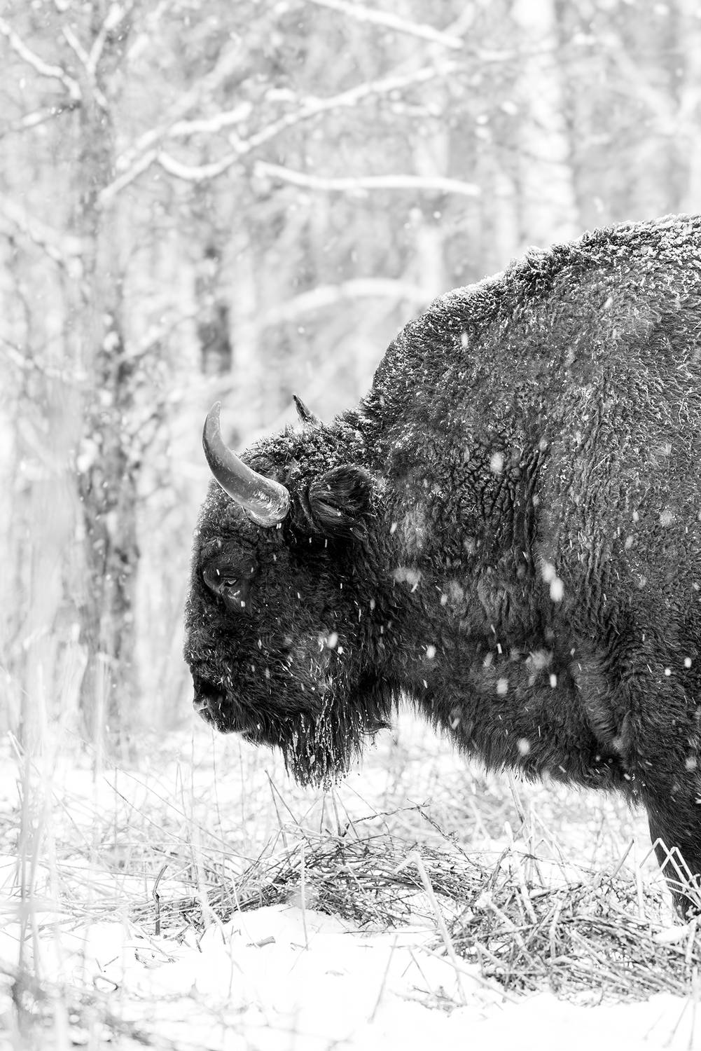 зубр,заповедник, зубковигорь, животные, живаяприрода, природа, animal, wildanimals, wildlifephotography, wildlife,europeanbison, bison, nikon, Игорь Зубков