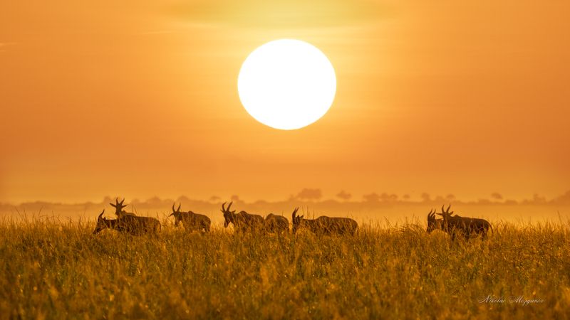 Африканское солнцеphoto preview