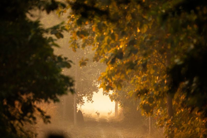 The Golden Momentphoto preview