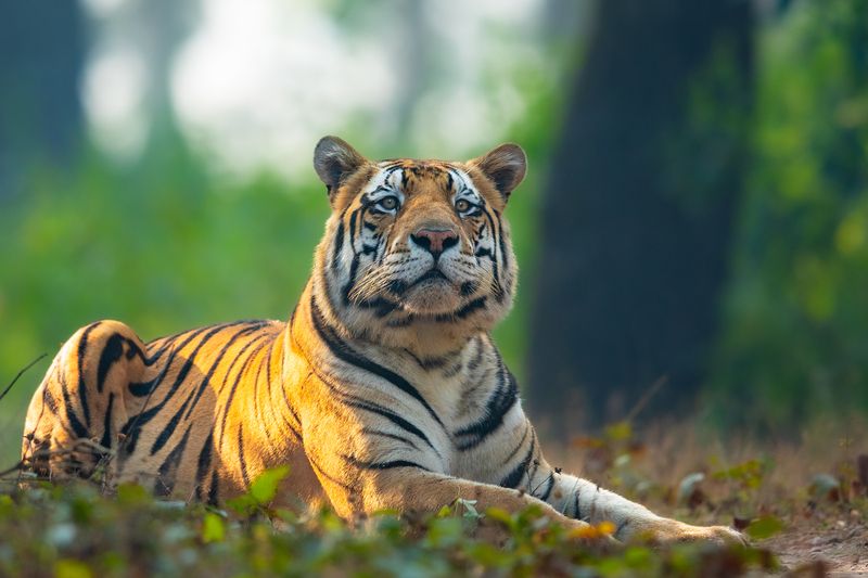 Handsomephoto preview