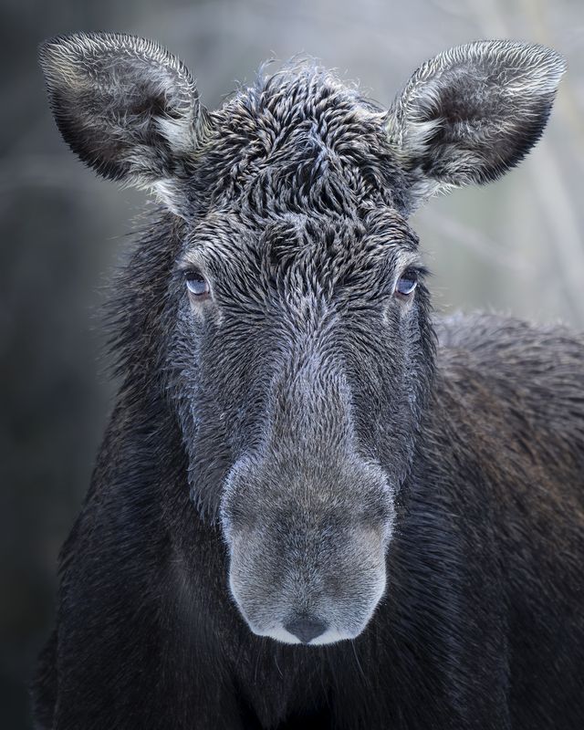 Европейский лось (Alces alces) photo preview