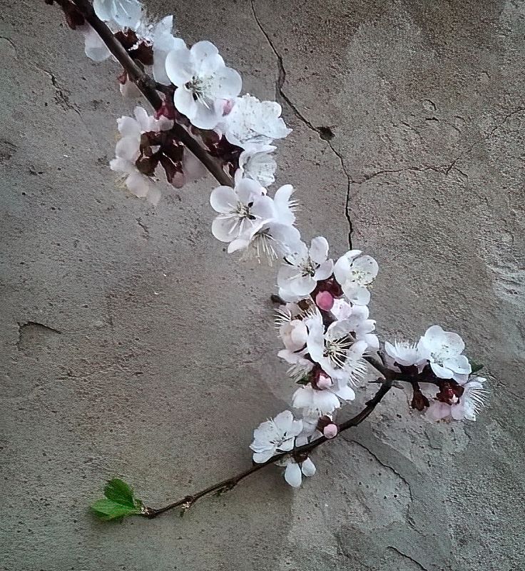 Жизнь и...photo preview