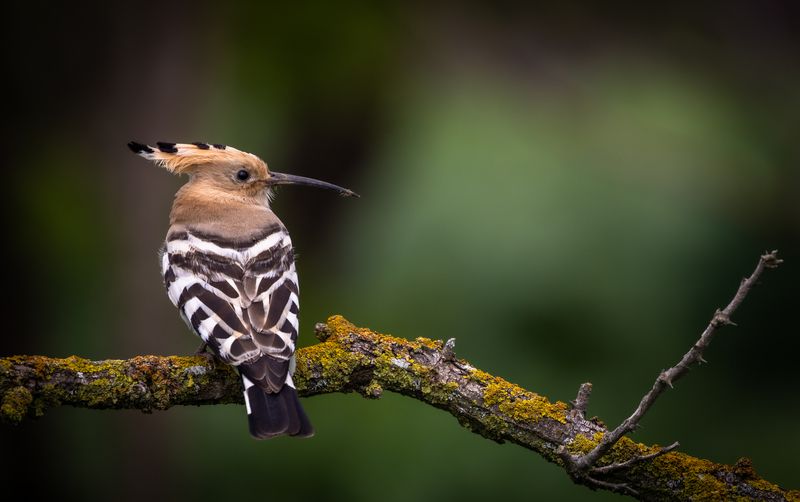 Удод в лесу.photo preview