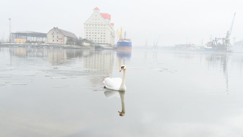 калининград, туман, река *photo preview