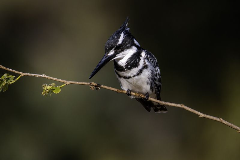 Малый пегий зимородок.photo preview