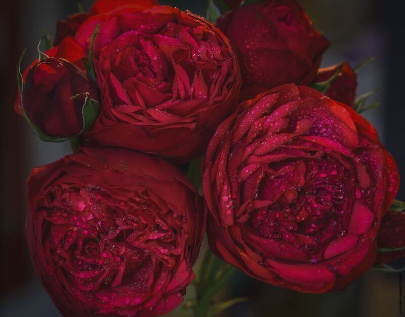 цветы, розы, праздник, красный, капли, макро Розыphoto preview