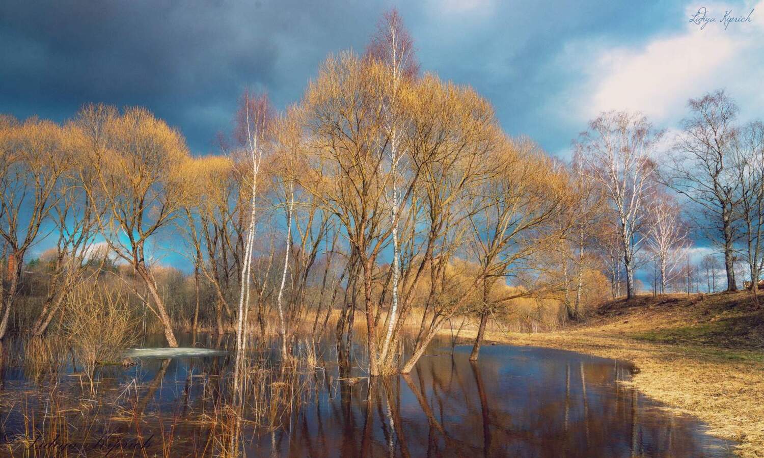 половодье, весна, деревья, весна,, Лидия Киприч