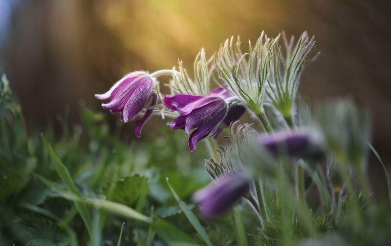 Милые женщины, поздравляю всех с Праздником 8 Марта! фото превью