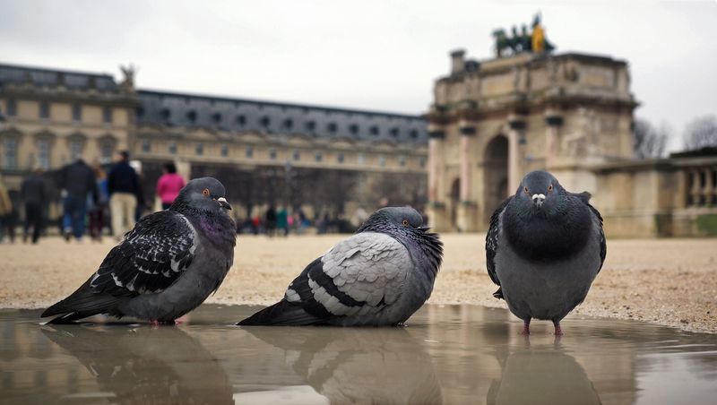 Пижоны Парижаphoto preview