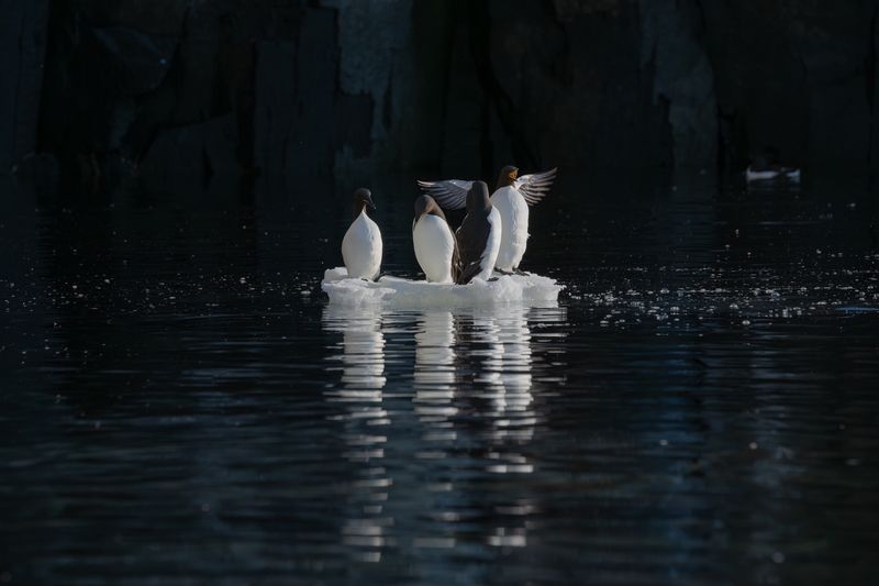 svalbard, brünnichs_guillemots, ice, tuxedo, mikereyfman, worldphototravels Penguins of the Arcticphoto preview