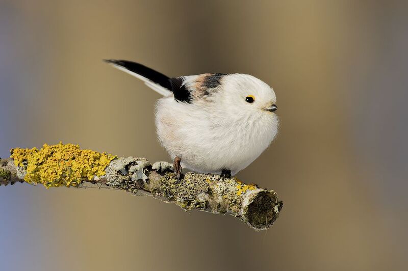 ополовник Ополовник фото превью