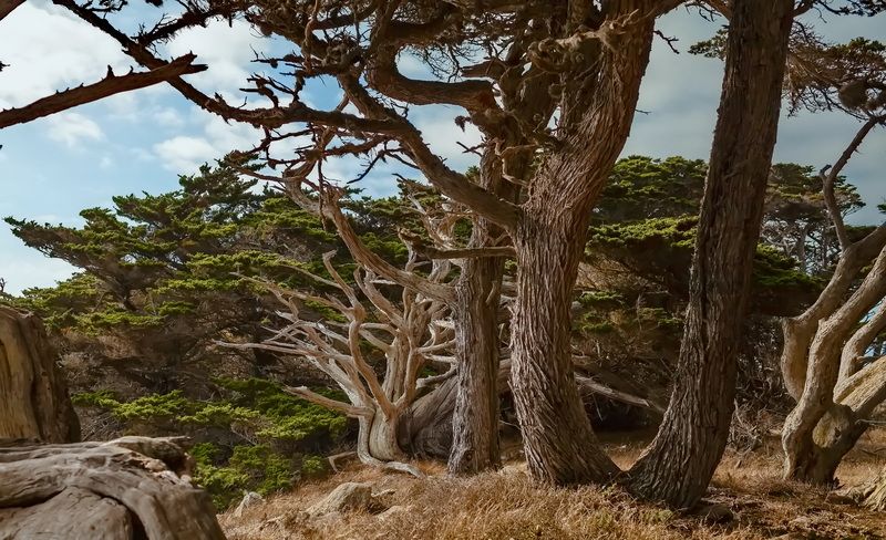 Заповедник Los Lobos Caphoto preview