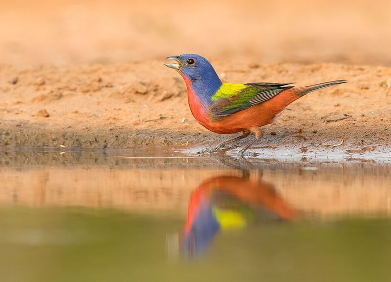 painted bunting, расписной овсянковый кардинал, кардинал, cardinal, texas Painted bunting - Расписной овсянковый кардиналphoto preview