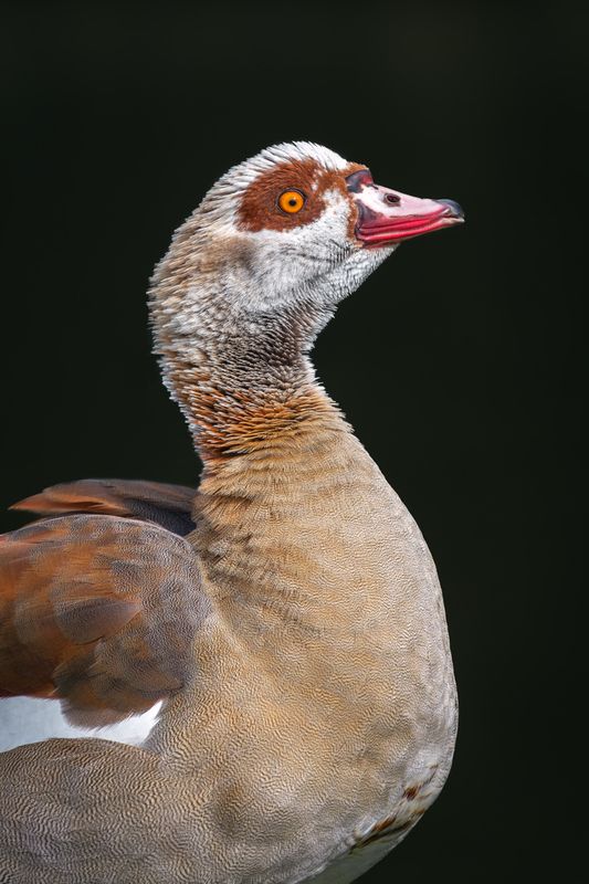 гусь, нильский гусь, египетский гусь, alopochen aegyptiaca, egyptian goose Разрешите представиться, Гусь Нильский!photo preview