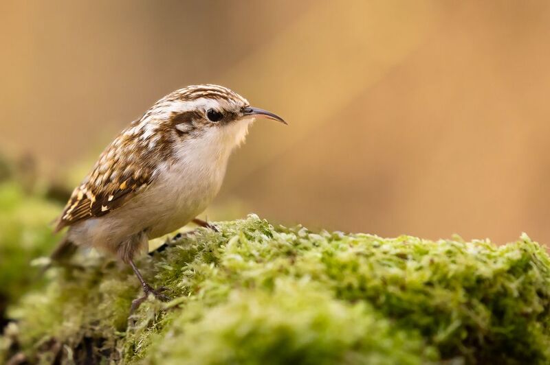 Certhia familiarisphoto preview