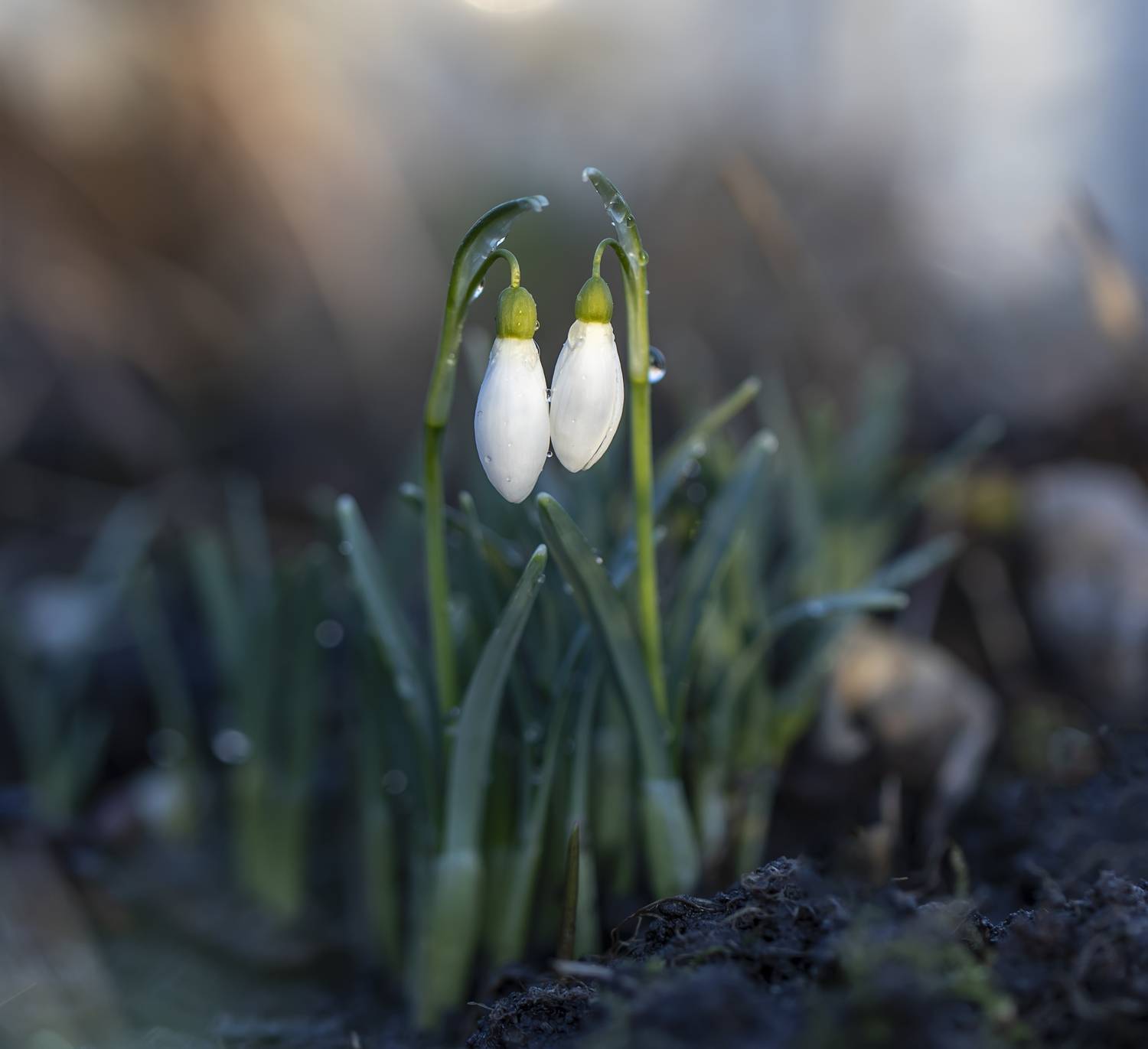 подснежники, Татьяна Феденкова