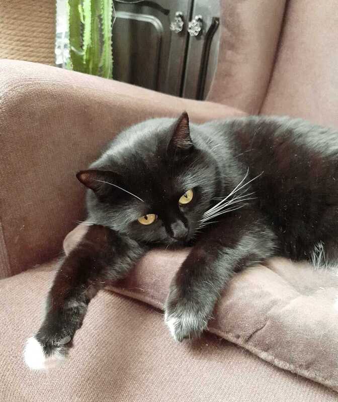 чёрная кошка Красное и черное. Веснаphoto preview