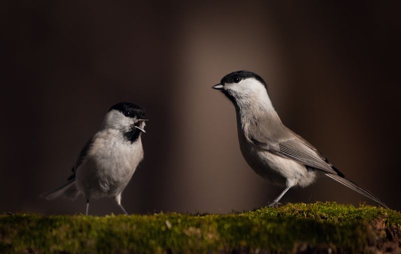 лес, свет, вечер, природа, синица, птицы ***photo preview