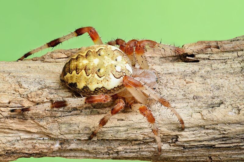 Крестовикphoto preview