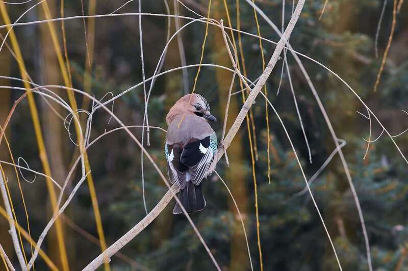 bird, birds, volgograd, russia, wildlife,  #photo preview