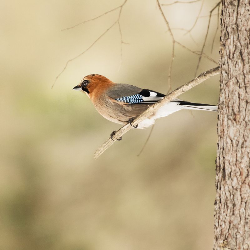 сойка, красноярск Сойка фото превью