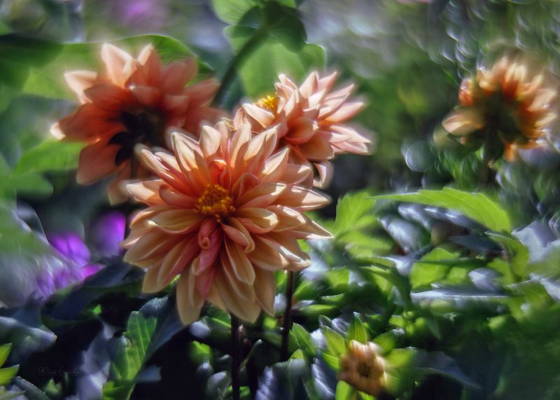 цветы, георгина, гелиос Георгиныphoto preview