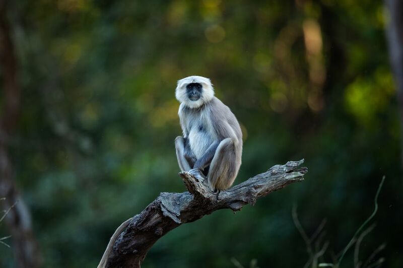 The Monkphoto preview