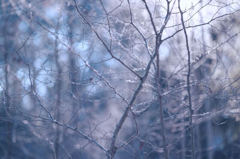hoarfrost, ice, cold, winter, forest, branch, sunlight, sunset, evening, tree, winter, snow, morning ***photo preview
