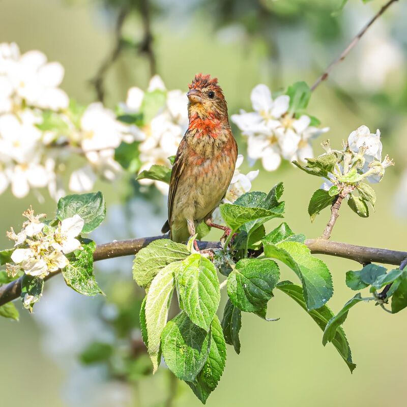 чечевица, птицы Чечевицаphoto preview
