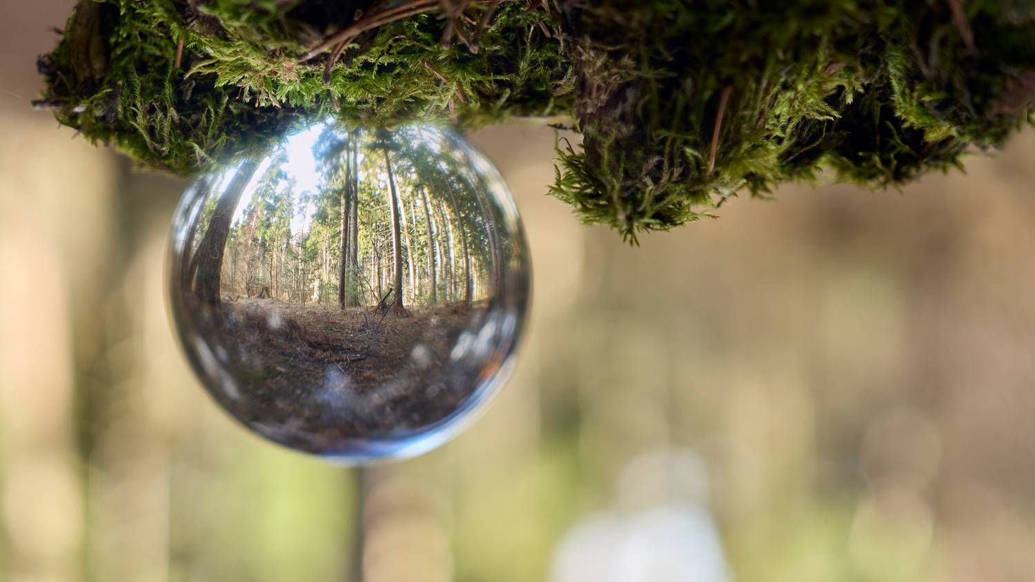 лес, Валерий Вождаев